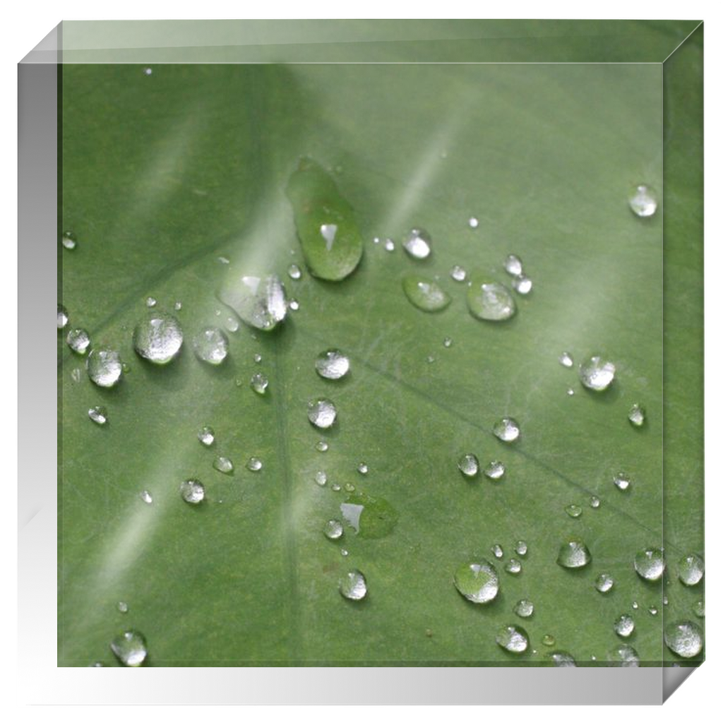 Acrylic Photo Block - Abstract Flora - Dew on Leaf Closeup