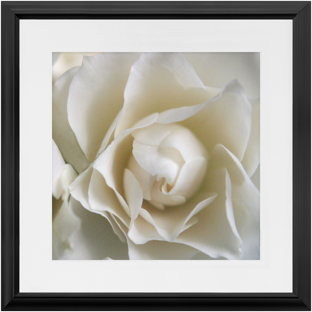 Framed Print - White Rose - Ready To Hang, Matted And Framed Art Print