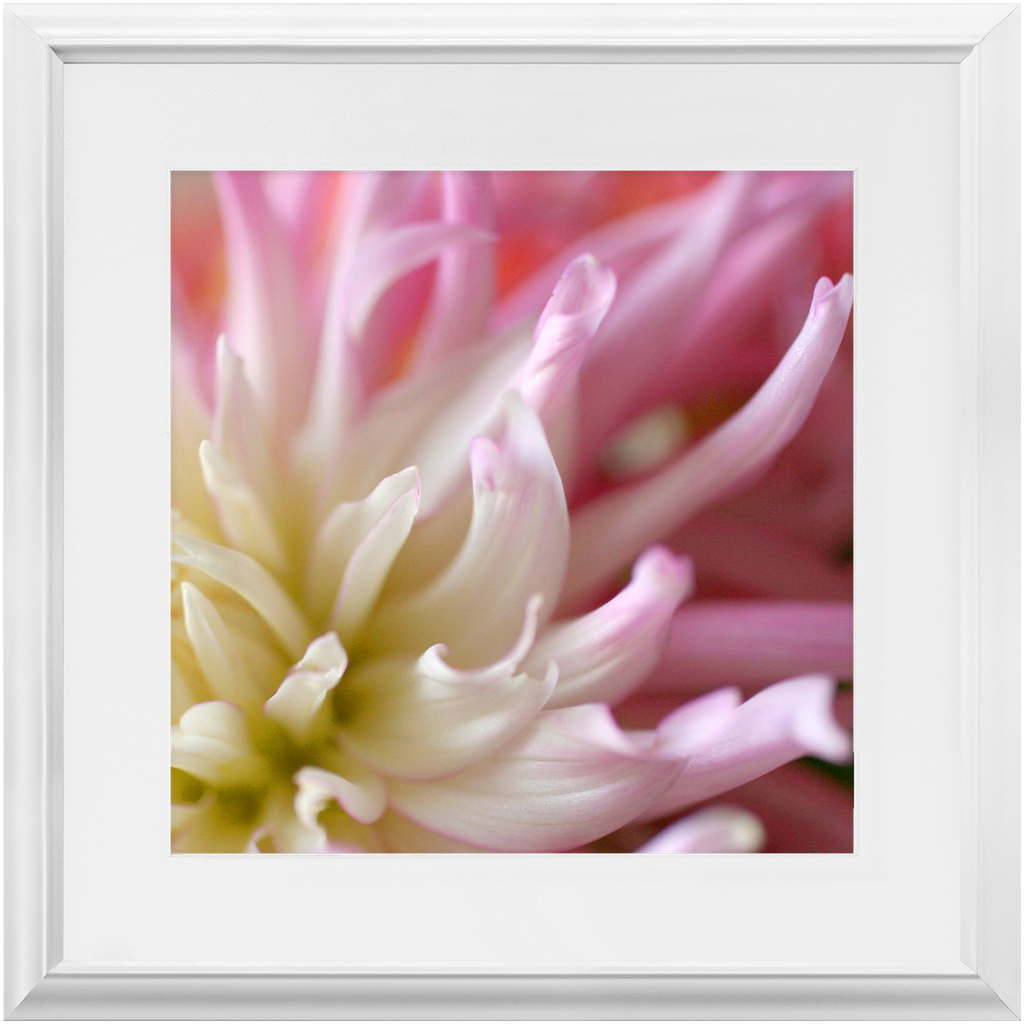Framed Print - Pink Dahlia - Ready To Hang Art