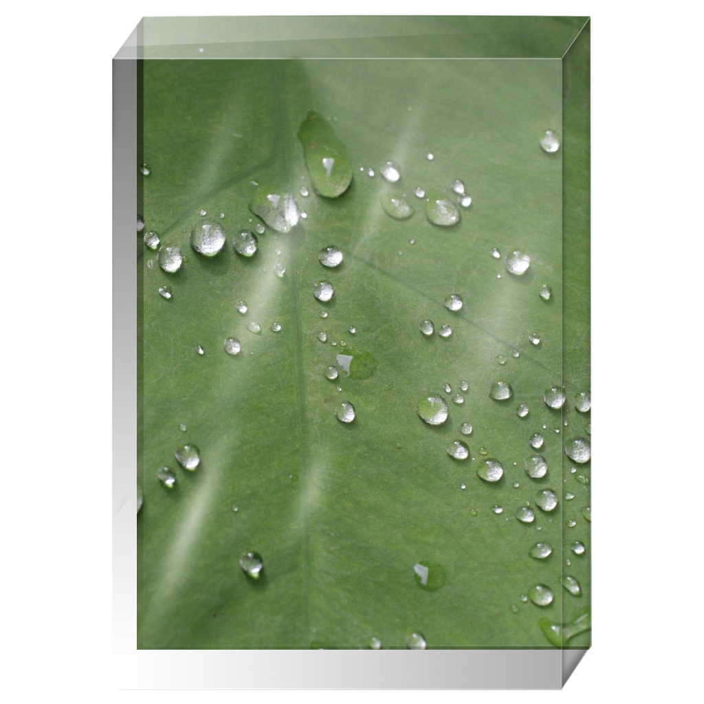 Acrylic Photo Block - Abstract Flora - Dew on Leaf Closeup