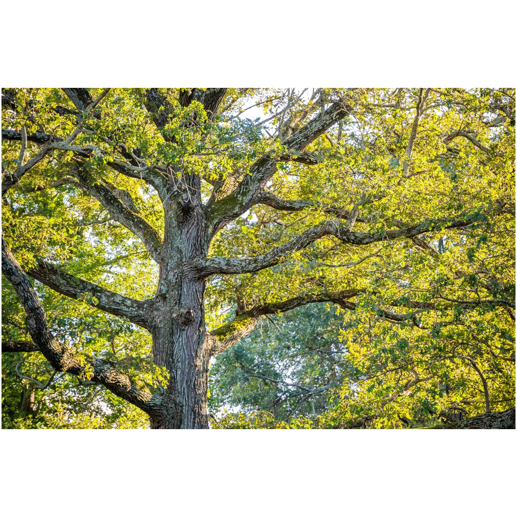 Archival Print - Tree Trunk and Spring Leaves, Indiana, USA