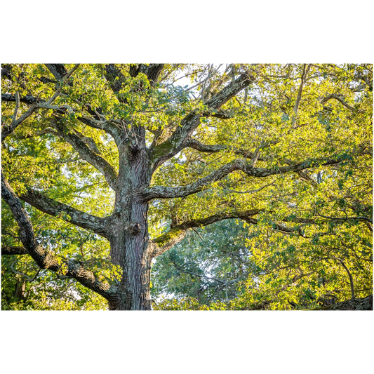Archival Print - Tree Trunk and Spring Leaves, Indiana, USA