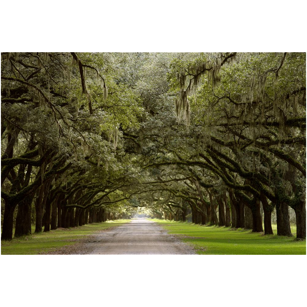 Archival Print - Wormsloe Plantation Live Oak Alley, Savannah, Georgia, USA
