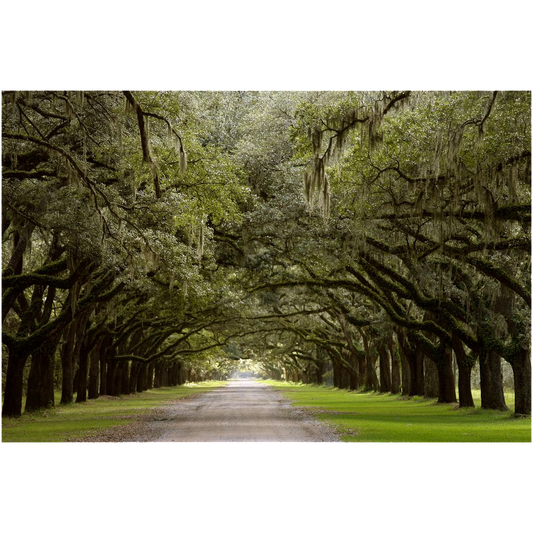 Archival Print - Wormsloe Plantation Live Oak Alley, Savannah, Georgia, USA