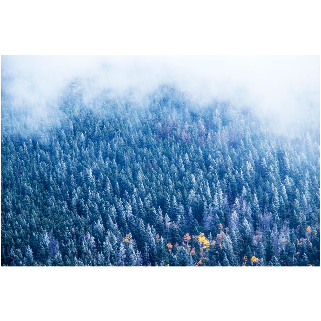 Archival Print - Frosted Forest, Rocky Mountains, CO, USA