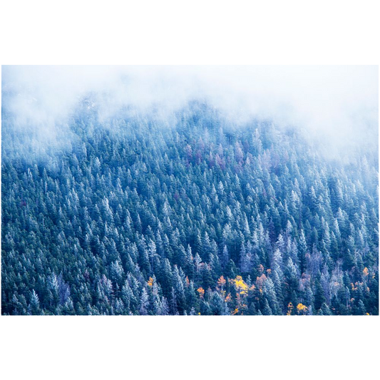 Archival Print - Frosted Forest, Rocky Mountains, CO, USA