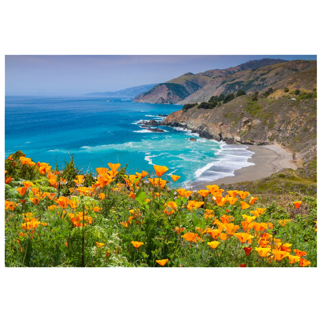 Archival Print - California Poppies, Pacific Coast, California, USA