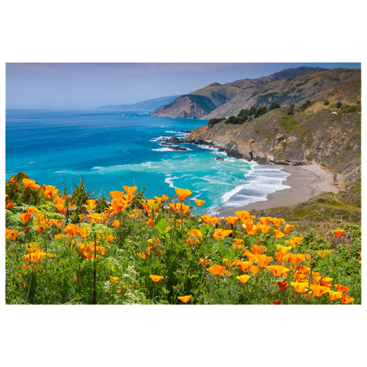 Archival Print - California Poppies, Pacific Coast, California, USA