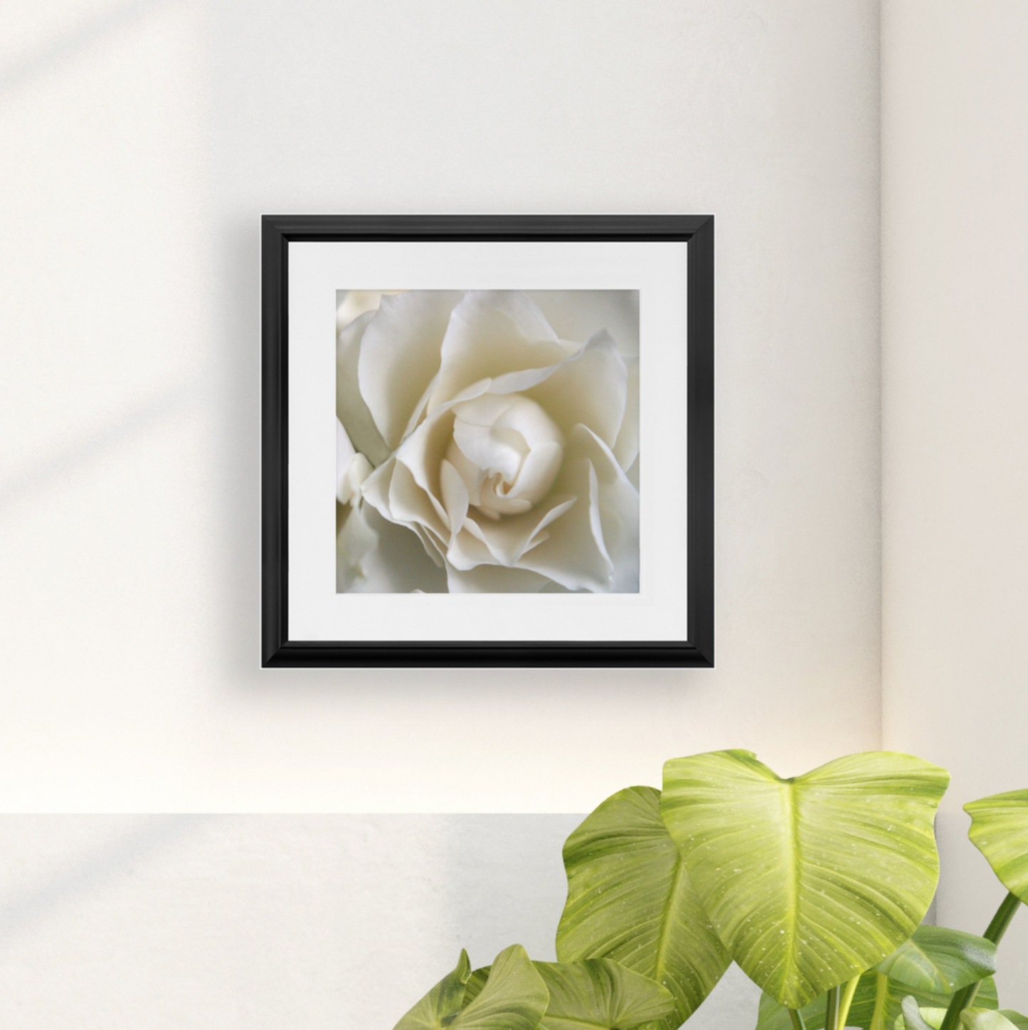 Framed Print - White Rose - Ready To Hang, Matted And Framed Art Print
