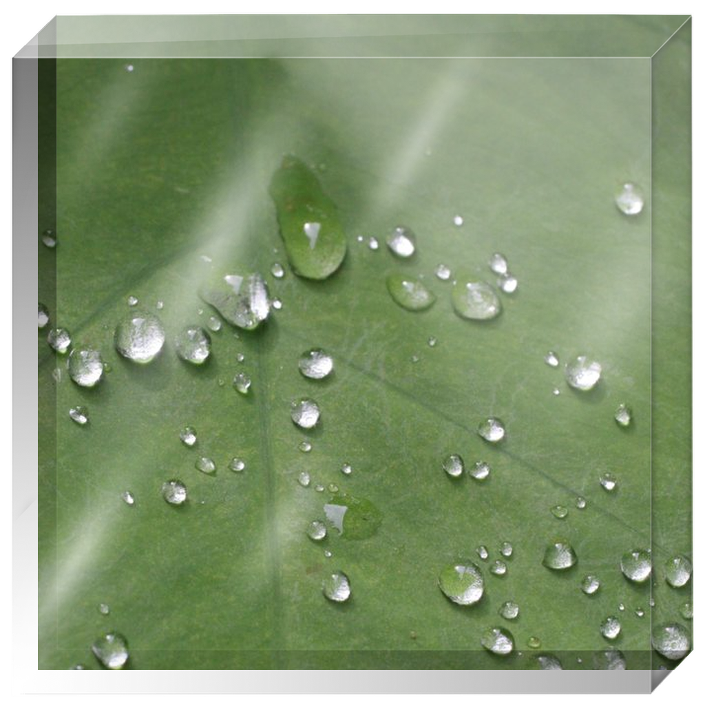 Acrylic Photo Block - Abstract Flora - Dew on Leaf Closeup