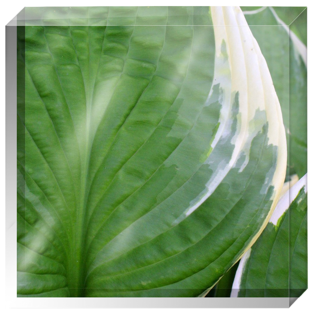 Acrylic Photo Block - Abstract Flora - Hosta Leaf Closeup