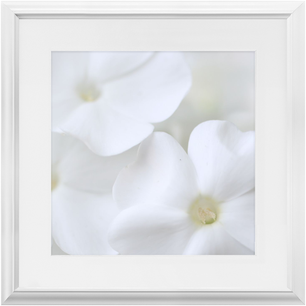 Framed Print - White Phlox - Ready to hang, matted and framed art print