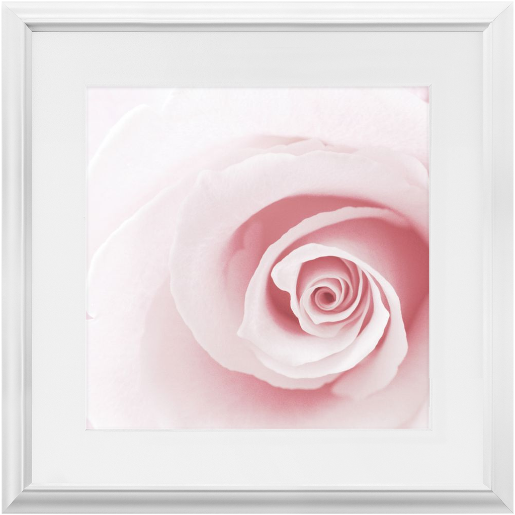 Framed Print - Pink Rose - Ready To Hang, Matted And Framed Art Print