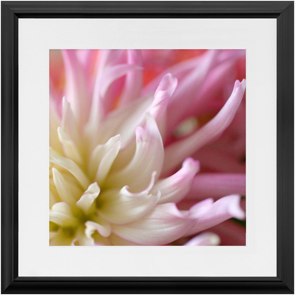 Framed Print - Pink Dahlia - Ready To Hang Art