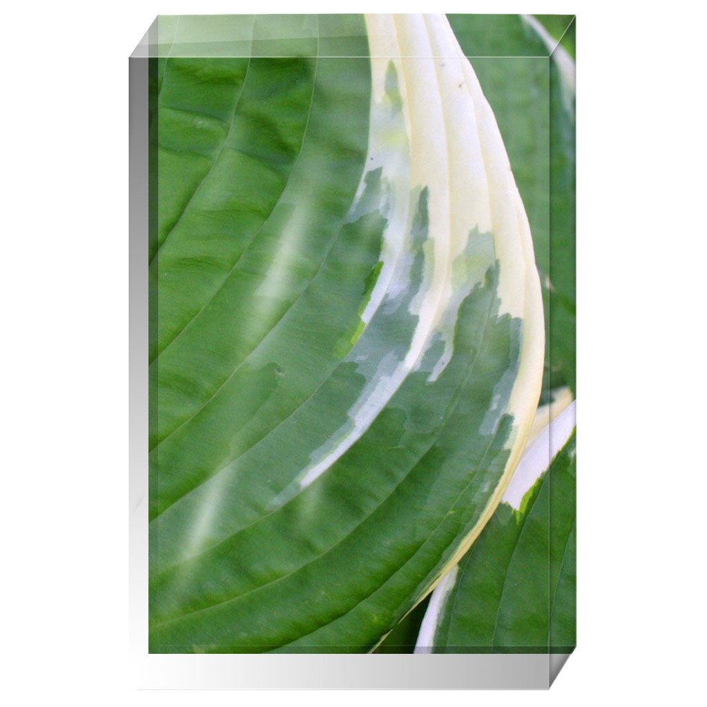 Acrylic Photo Block - Abstract Flora - Hosta Leaf Closeup