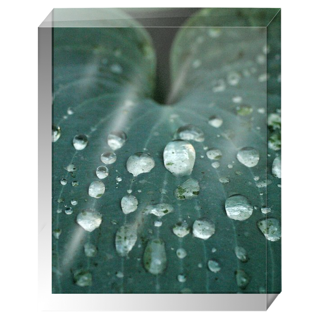 Acrylic Photo Block - Abstract Flora -Blue Hosta Leaf Closeup