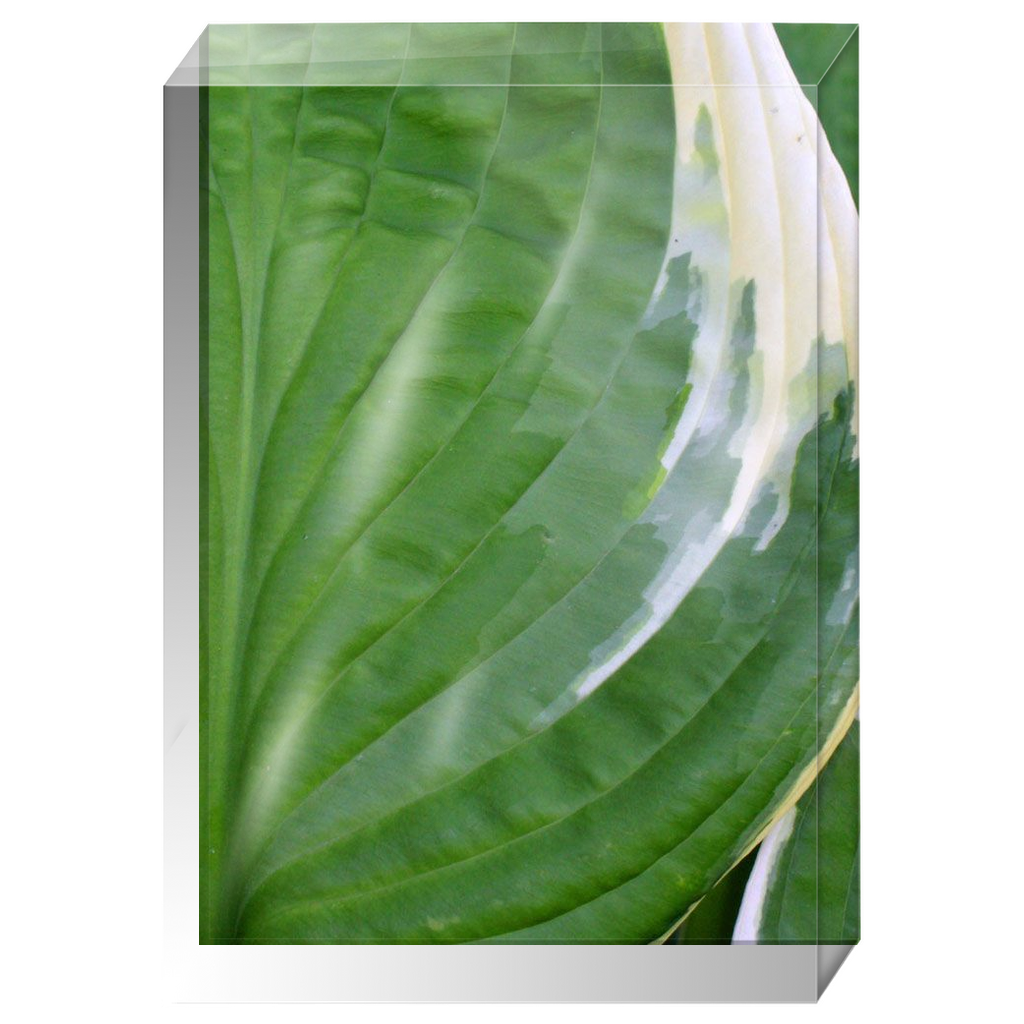 Acrylic Photo Block - Abstract Flora - Hosta Leaf Closeup