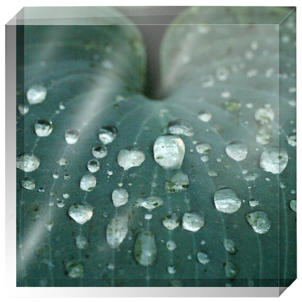 Acrylic Photo Block - Abstract Flora -Blue Hosta Leaf Closeup