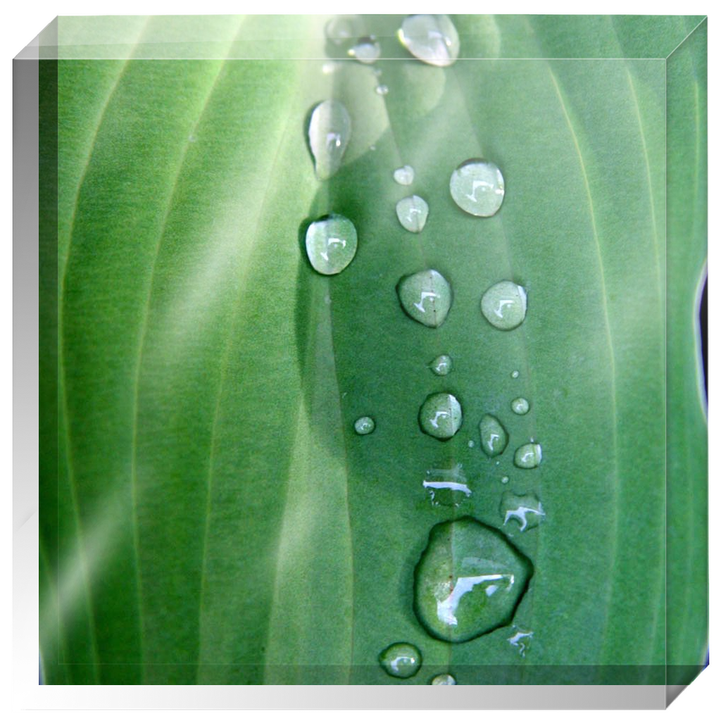 Acrylic Photo Block - Abstract Flora - Hosta Leaf with Dew Closeup