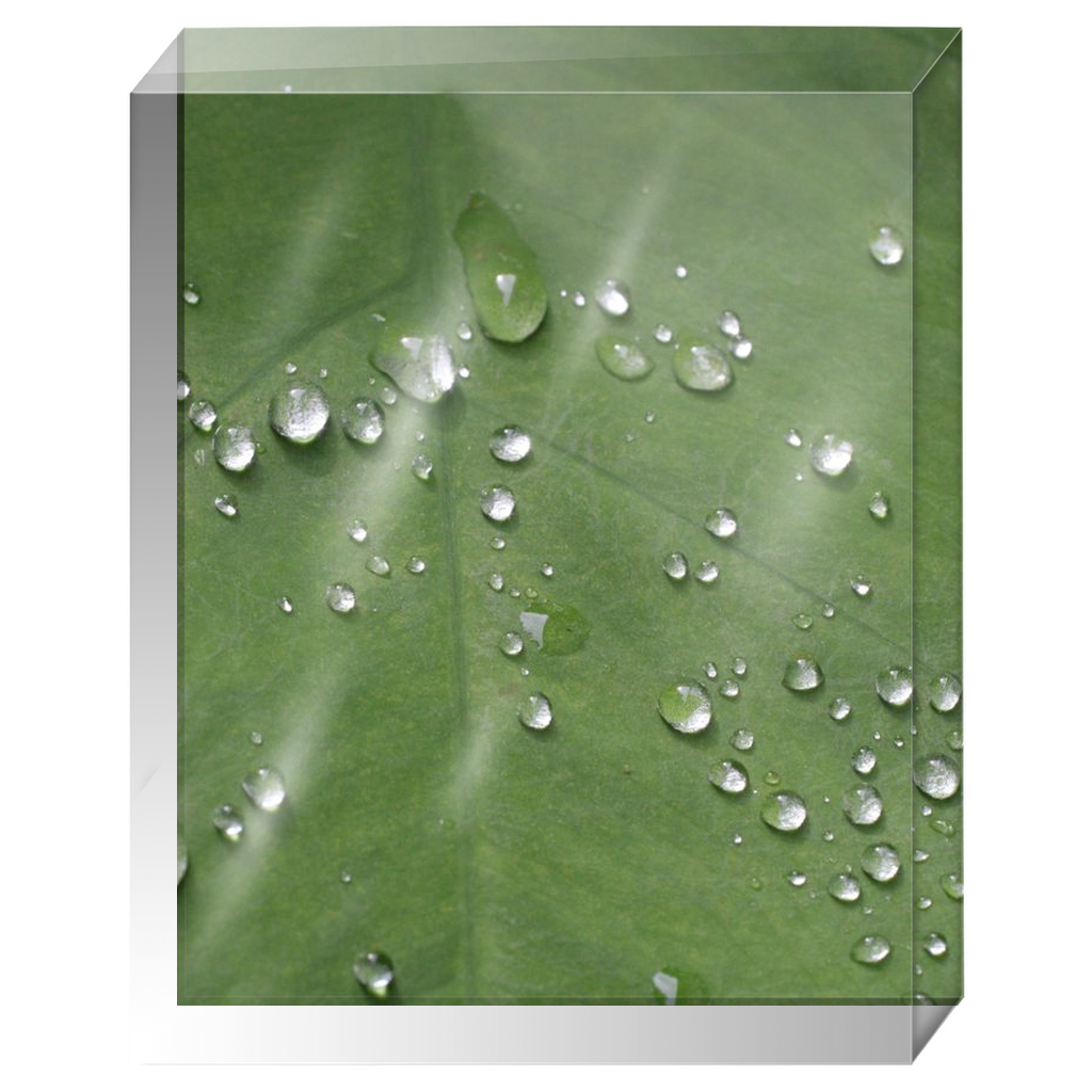 Acrylic Photo Block - Abstract Flora - Dew on Leaf Closeup