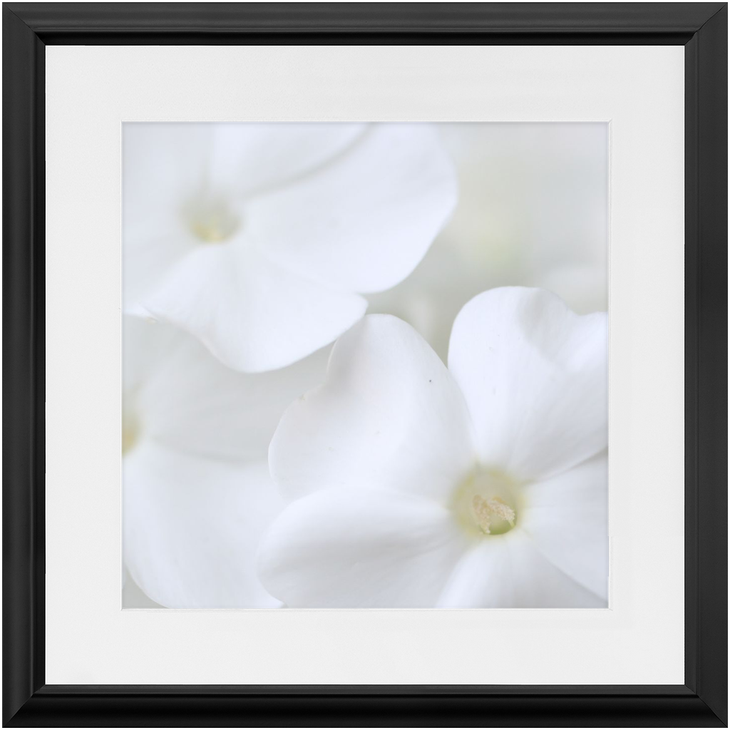 Framed Print - White Phlox - Ready to hang, matted and framed art print