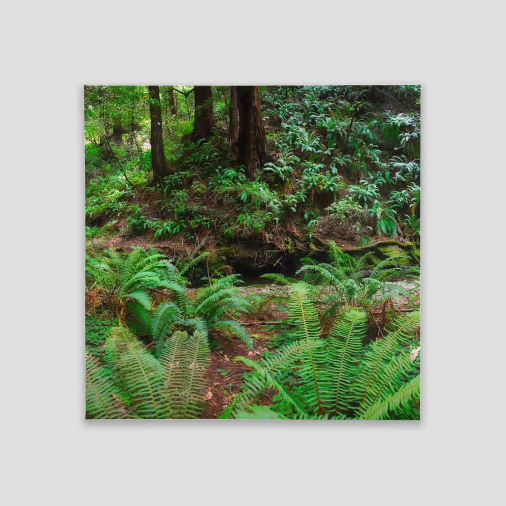 Canvas Tile - 8x8 - Muir Woods, Marin County, California