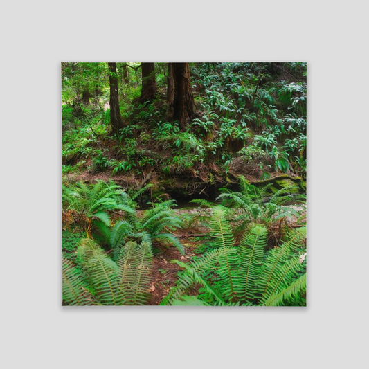 Canvas Tile - 8x8 - Muir Woods, Marin County, California