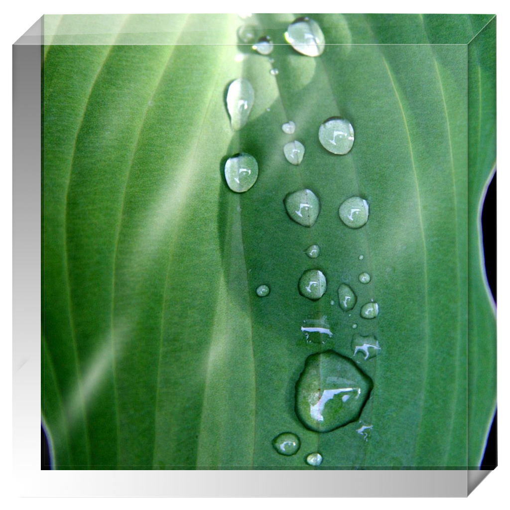 Acrylic Photo Block - Abstract Flora - Hosta Leaf with Dew Closeup