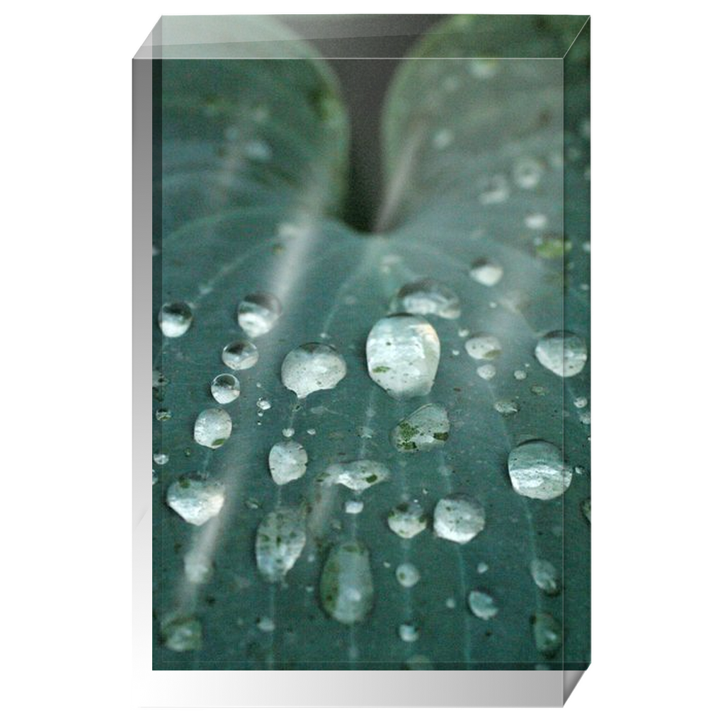 Acrylic Photo Block - Abstract Flora -Blue Hosta Leaf Closeup