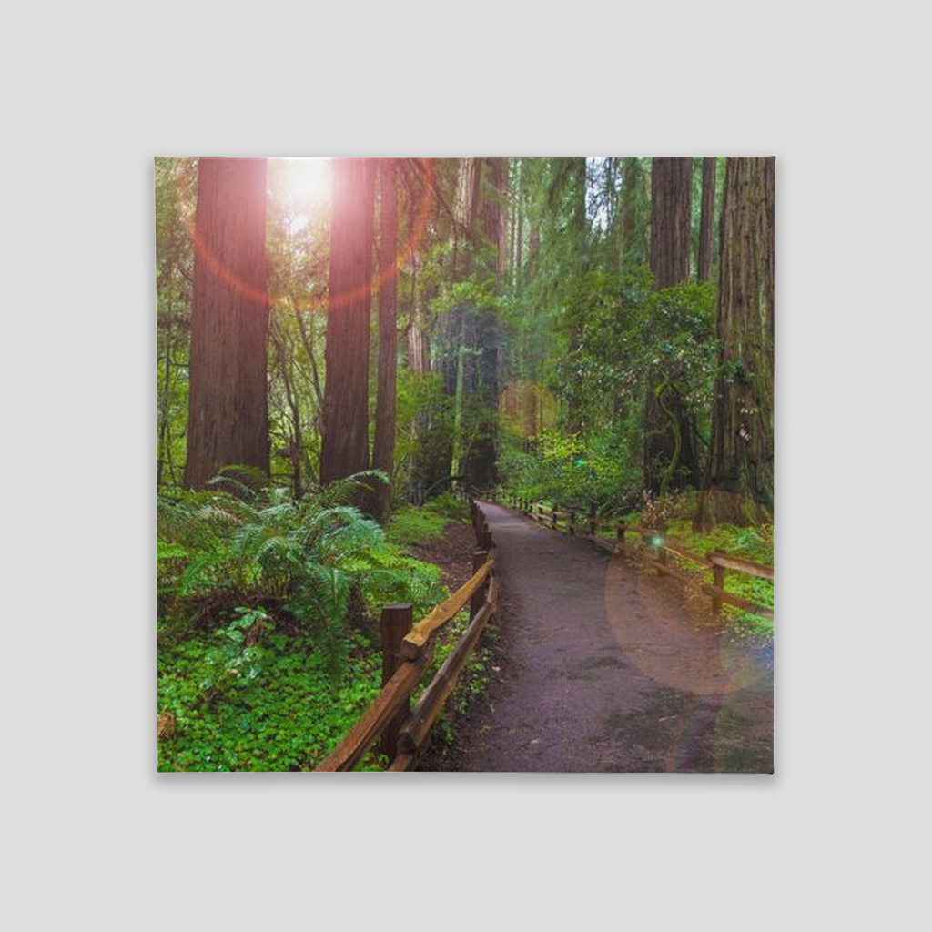 Canvas Tile - 8x8 - full gallery wrap - Muir Woods