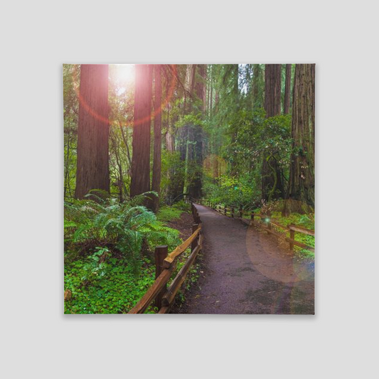 Canvas Tile - 8x8 - full gallery wrap - Muir Woods