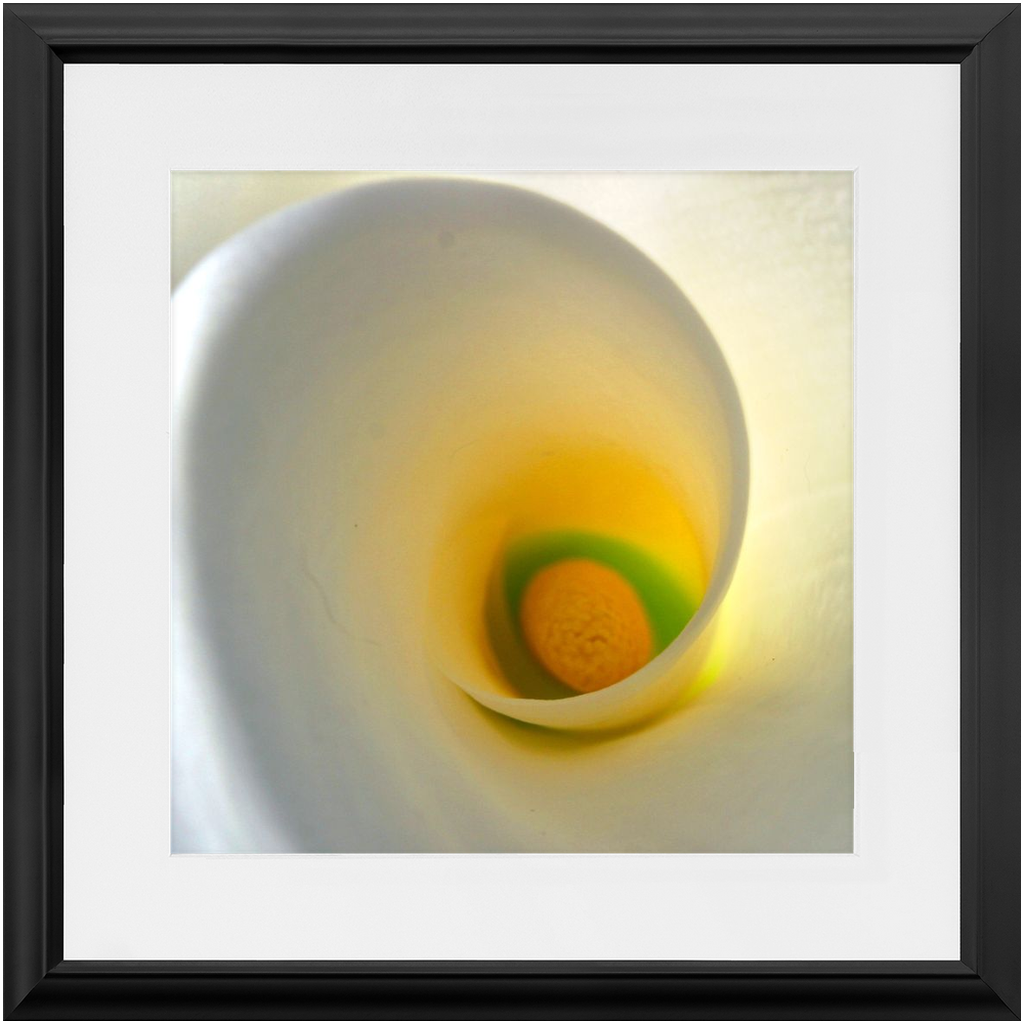 Framed Print - White Calla Lilly - Ready To Hang Art