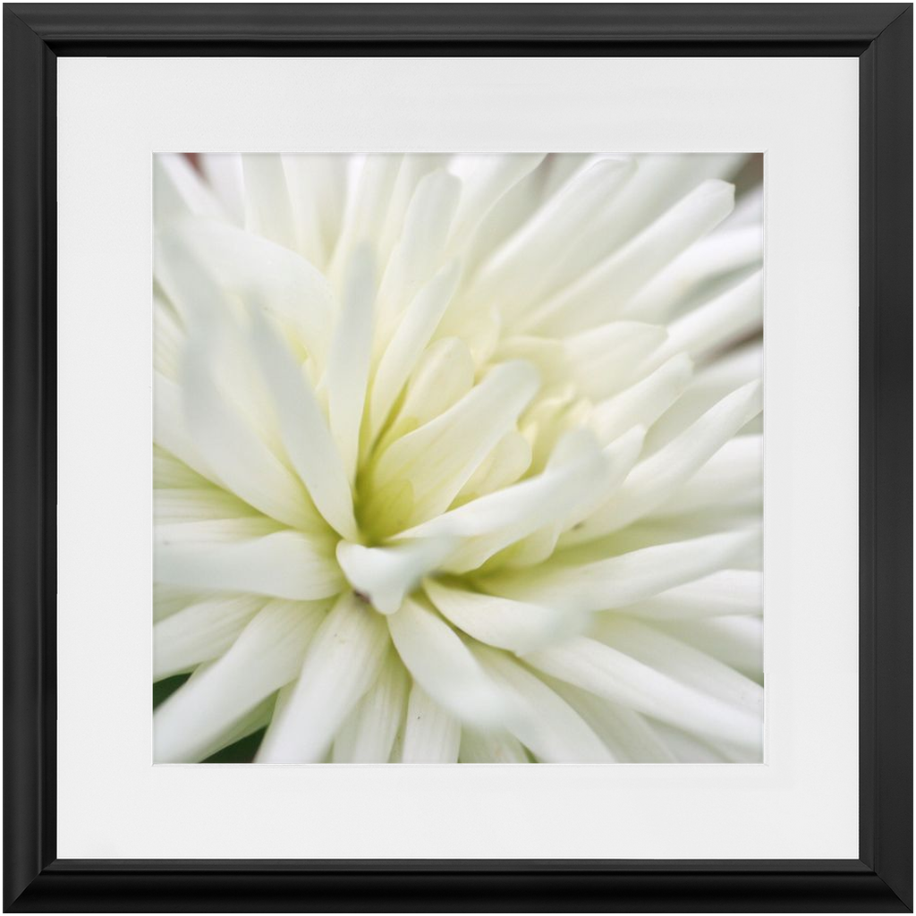 Framed Print - White Dahlia - Ready to Hang Art