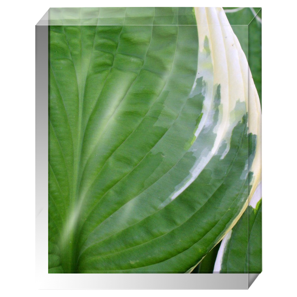 Acrylic Photo Block - Abstract Flora - Hosta Leaf Closeup