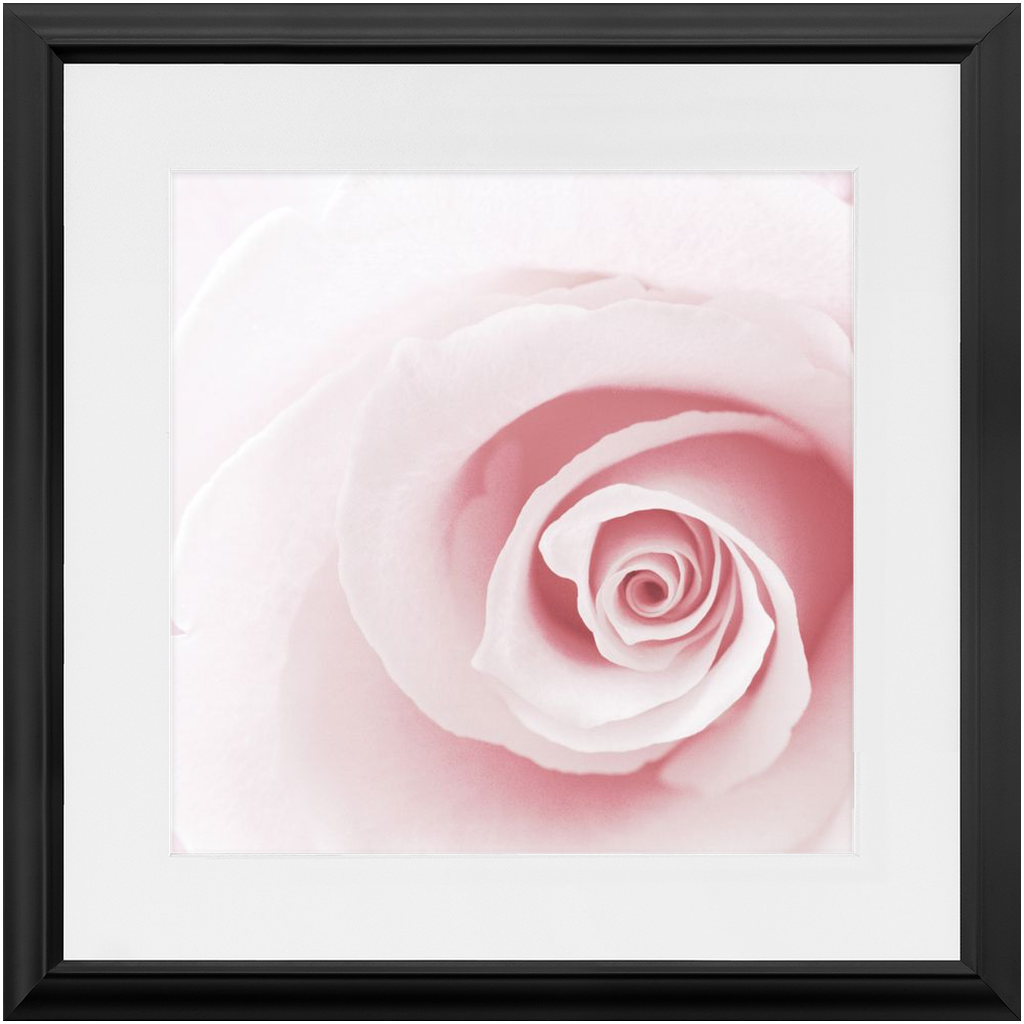 Framed Print - Pink Rose - Ready To Hang, Matted And Framed Art Print