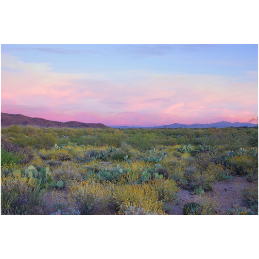Archival Print - Dusk in the Sonoran Desert, Arizona, USA