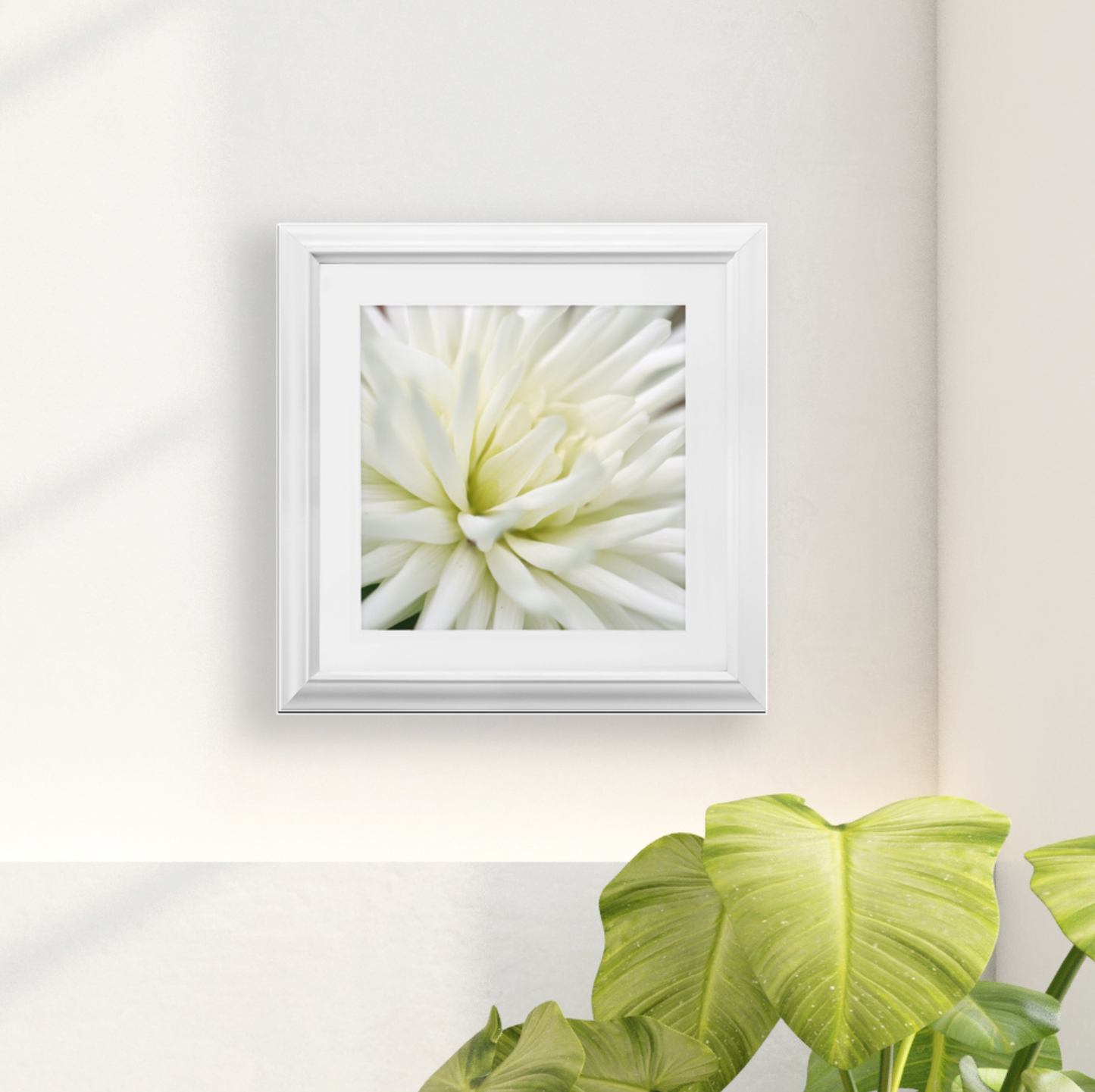 Framed Print - White Dahlia - Ready to Hang Art