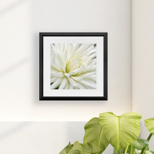 Framed Print - White Dahlia - Ready to Hang Art