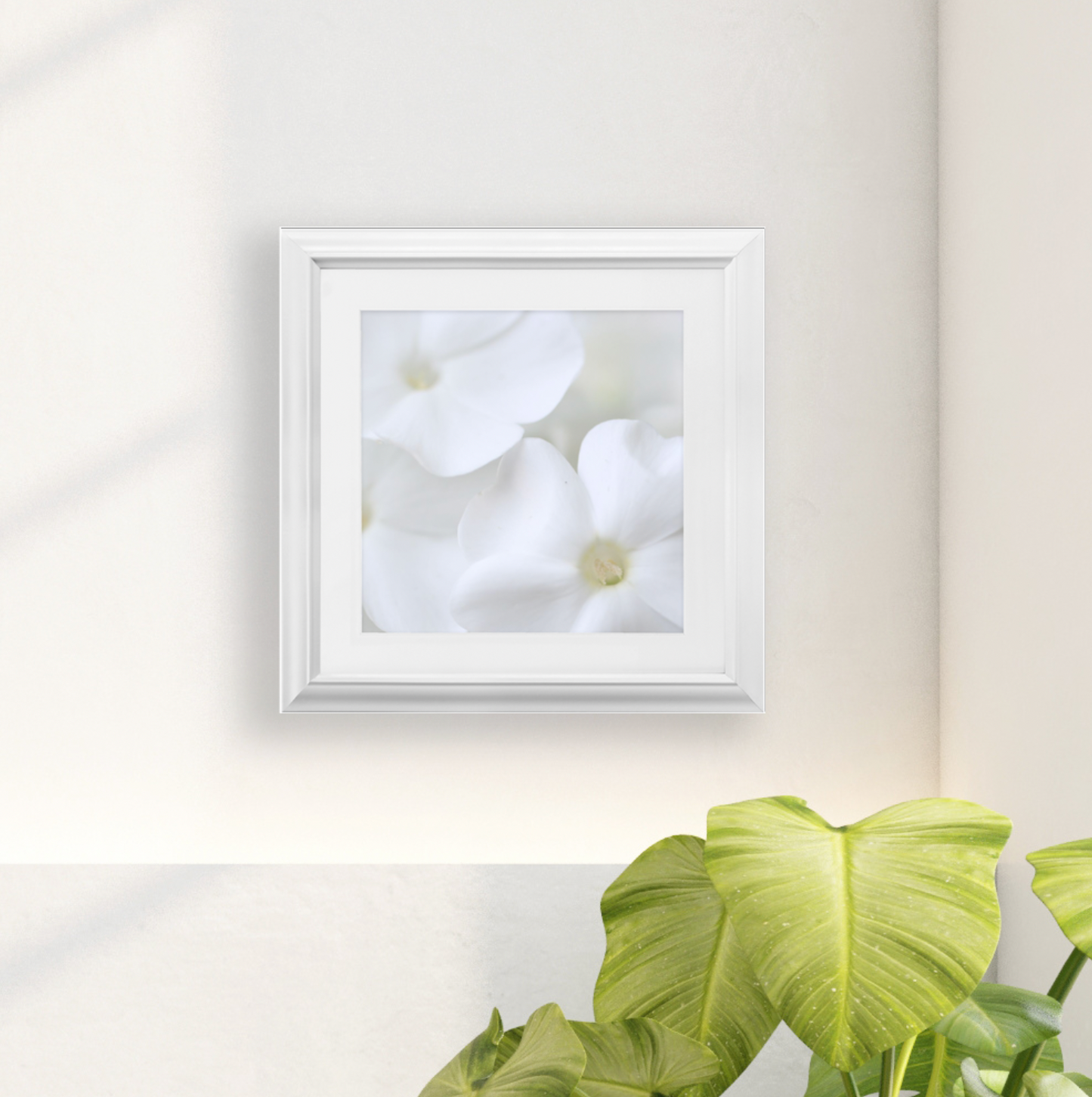 Framed Print - White Phlox - Ready to hang, matted and framed art print