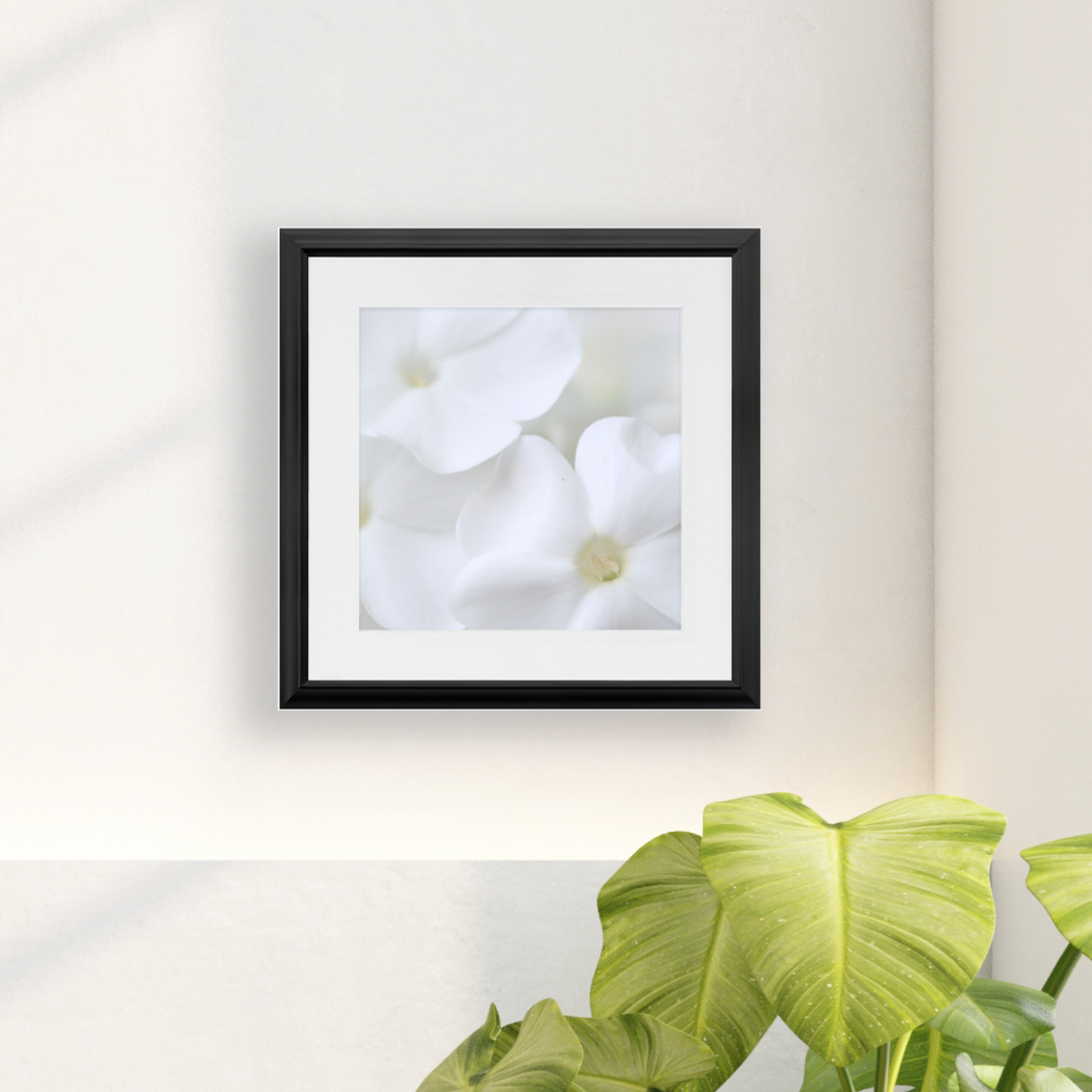 Framed Print - White Phlox - Ready to hang, matted and framed art print