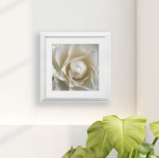 Framed Print - White Rose - Ready To Hang, Matted And Framed Art Print