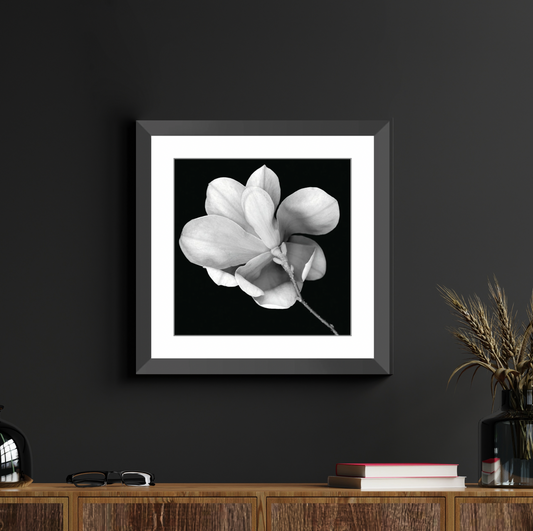 Framed Print - Magnolia in Black and White - Ready to Hang Art