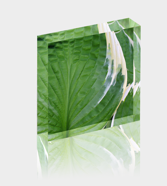 Acrylic Photo Block - Abstract Flora - Hosta Leaf Closeup