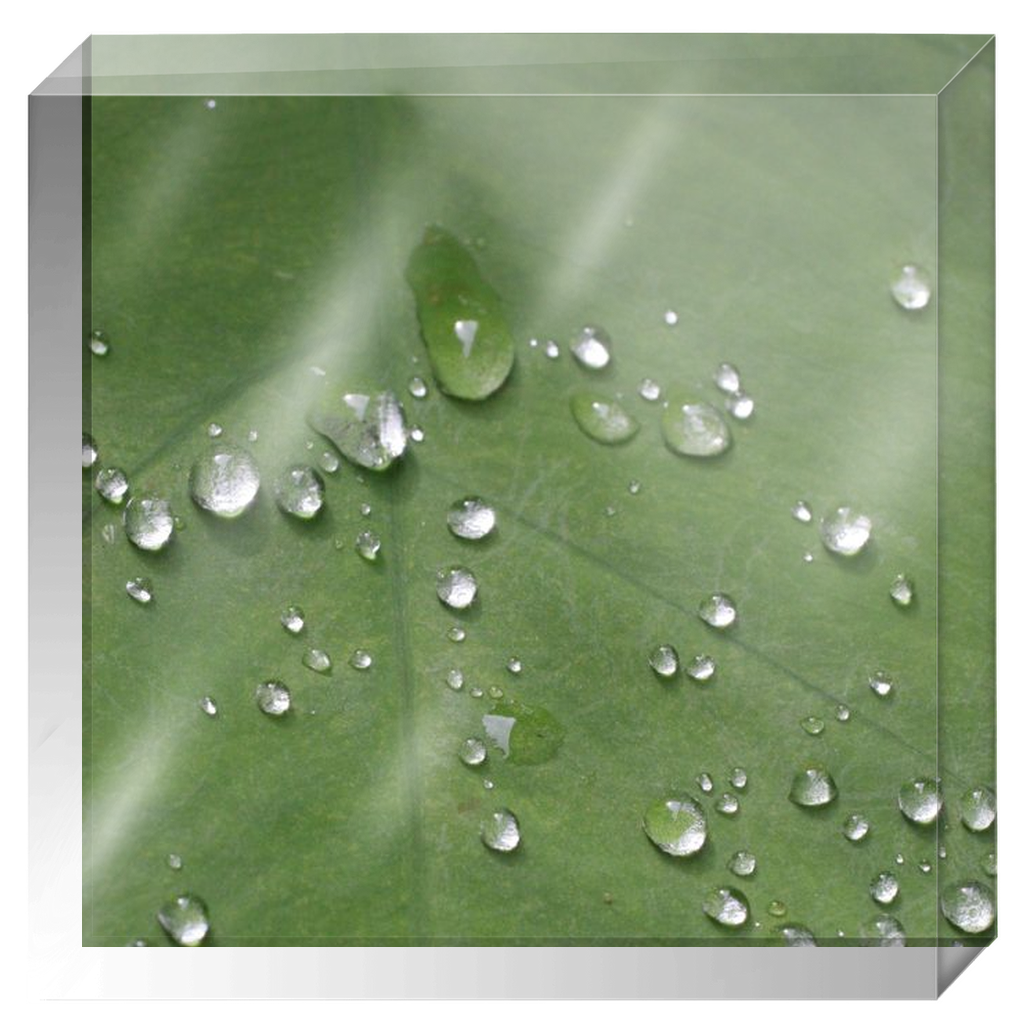 Acrylic Photo Block - Abstract Flora - Dew on Leaf Closeup