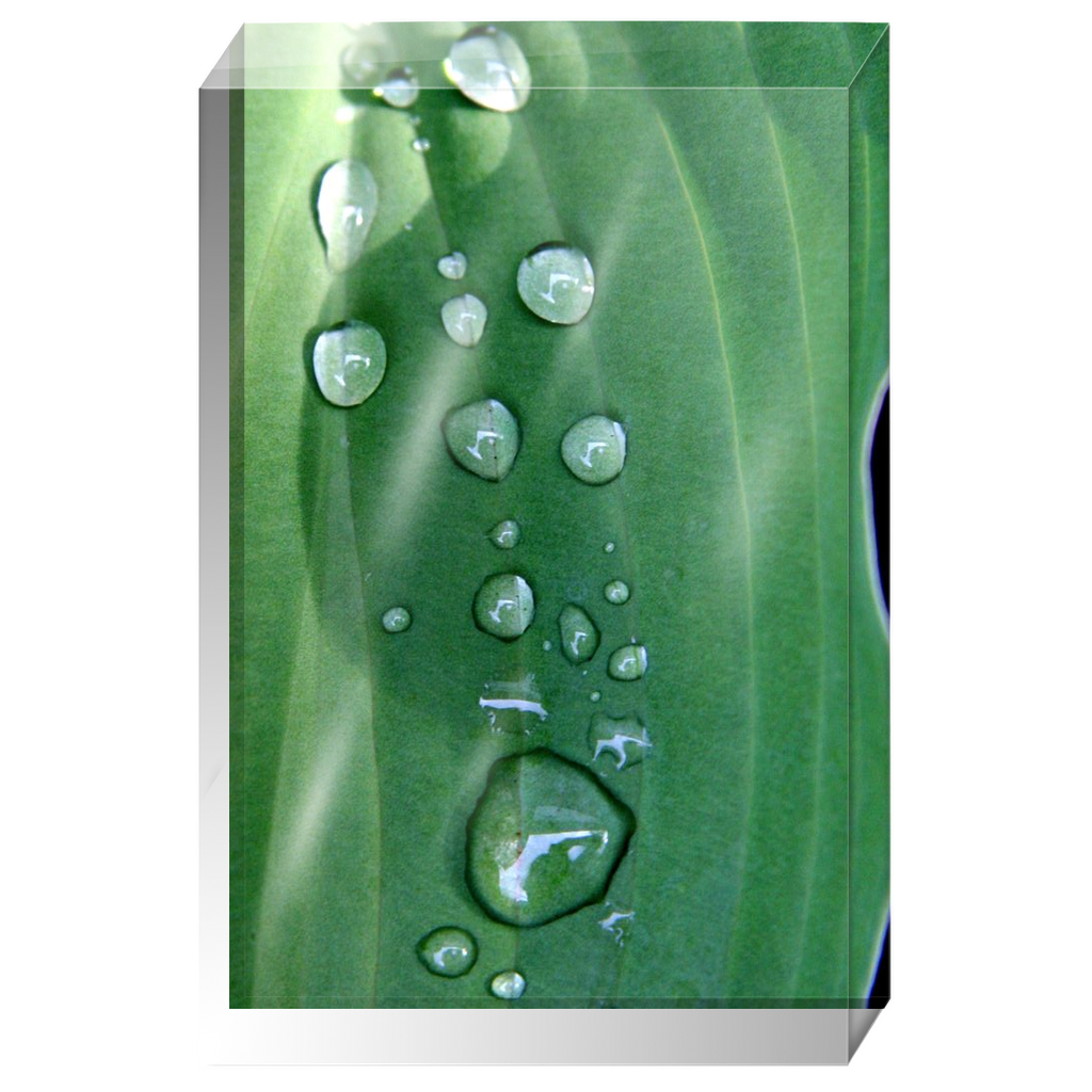 Acrylic Photo Block - Abstract Flora - Hosta Leaf with Dew Closeup