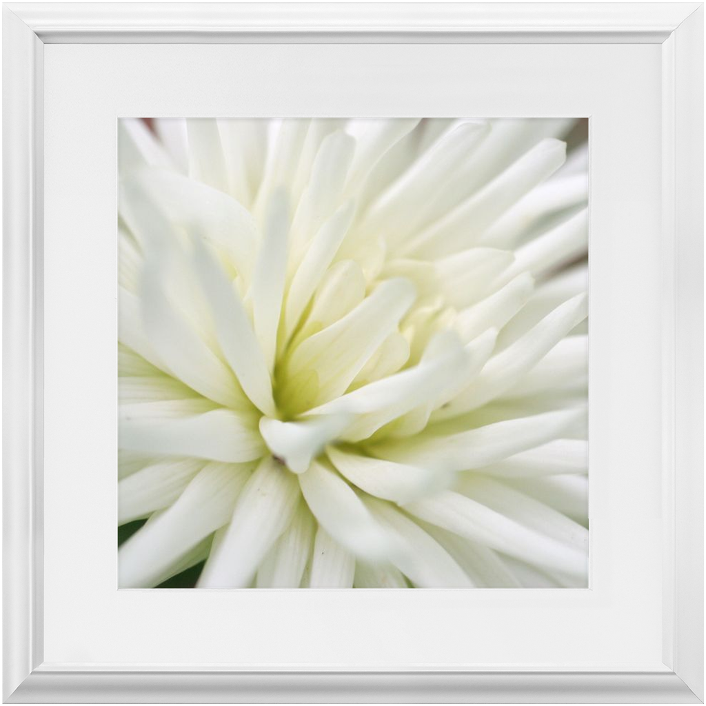 Framed Print - White Dahlia - Ready to Hang Art