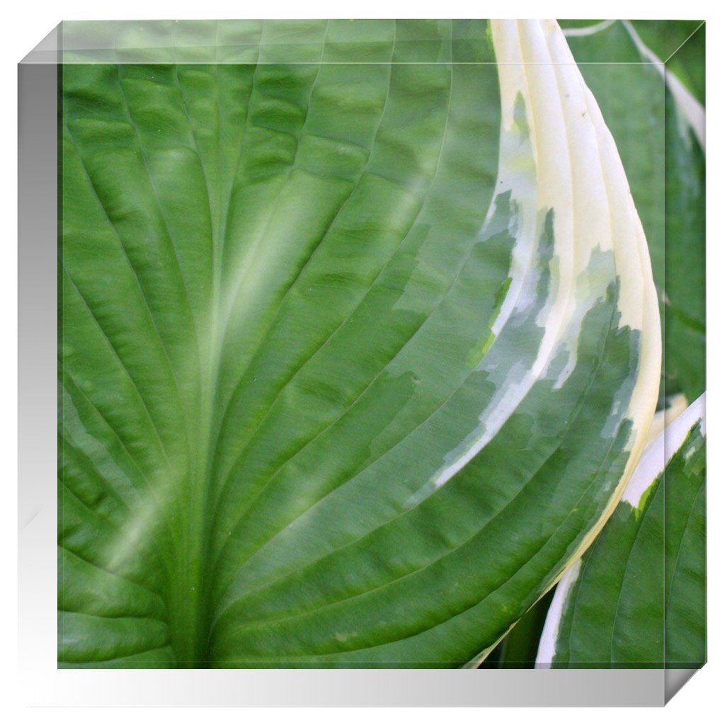 Acrylic Photo Block - Abstract Flora - Hosta Leaf Closeup