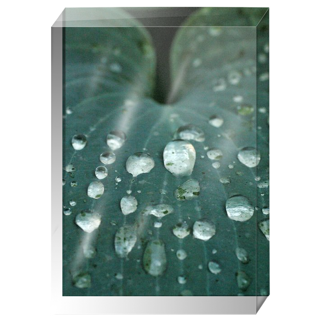 Acrylic Photo Block - Abstract Flora -Blue Hosta Leaf Closeup