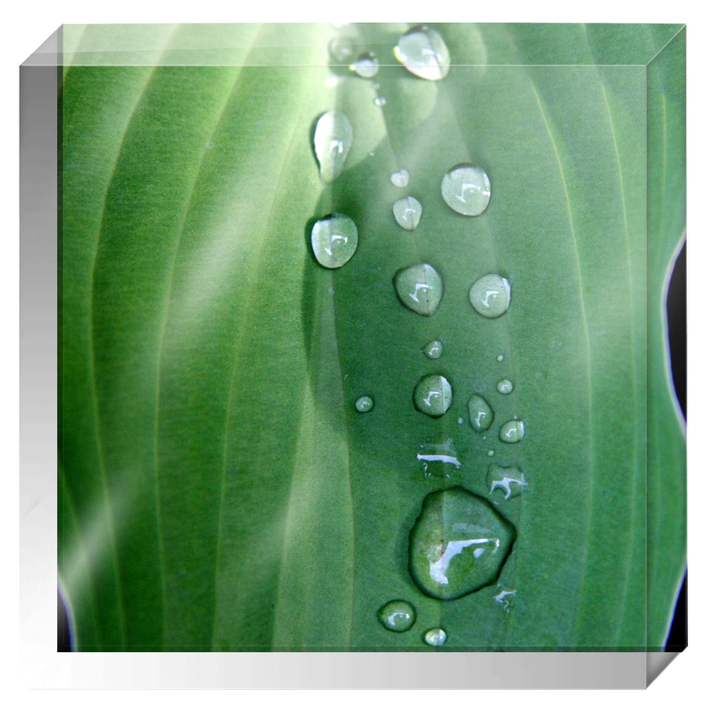 Acrylic Photo Block - Abstract Flora - Hosta Leaf with Dew Closeup