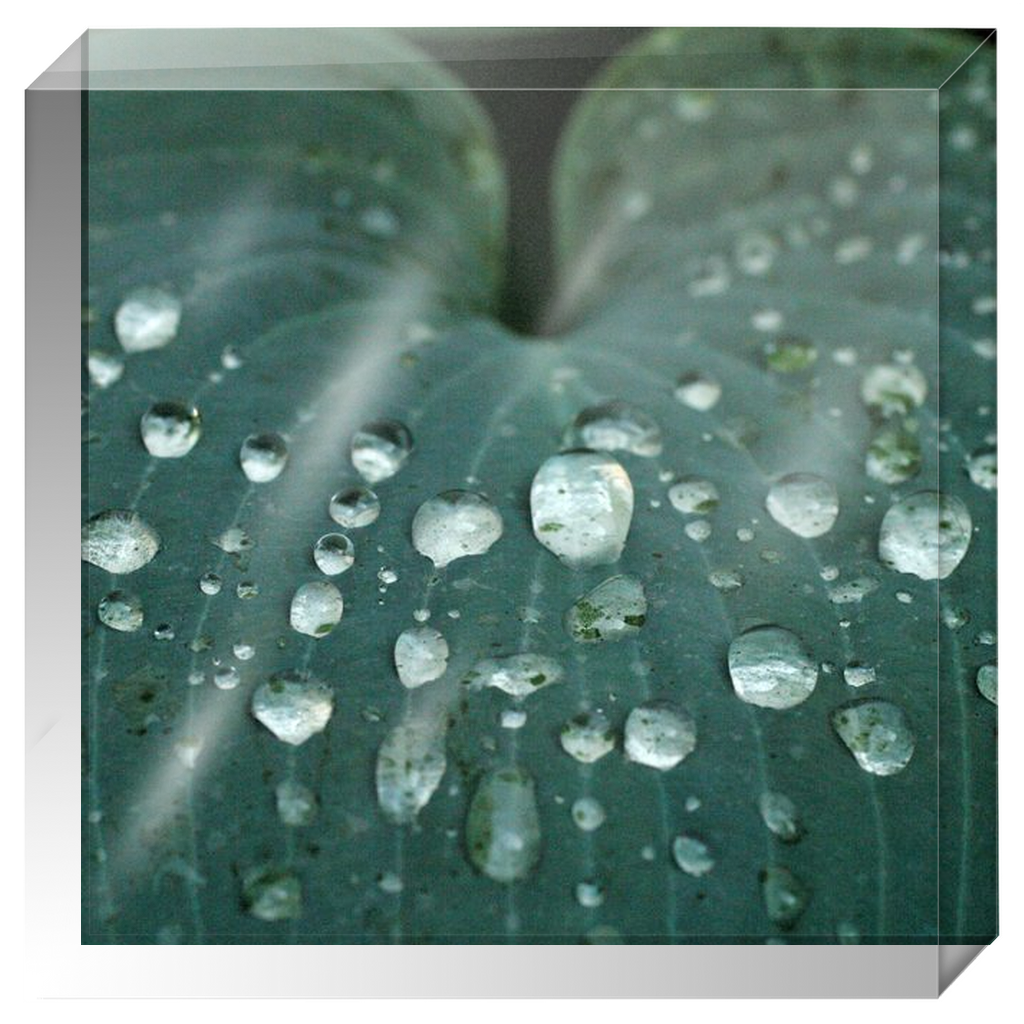 Acrylic Photo Block - Abstract Flora -Blue Hosta Leaf Closeup